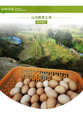 农家土鸡蛋 从桑林到餐桌，营养与新鲜的自然馈赠