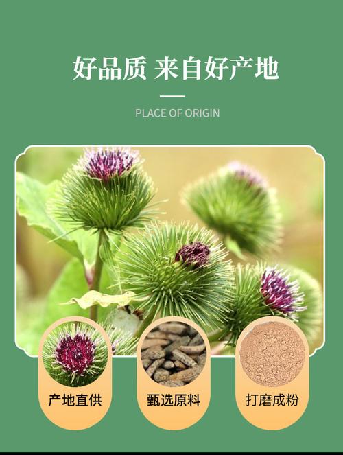 牛蒡子粉新货批发零售 源头货源量大价优散装农副产品牛蒡子粉